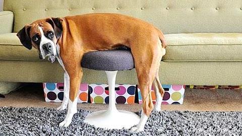 Ξεκαρδιστικές φωτογραφίες κατοικίδιων που… τσακώνονται με τα έπιπλα!