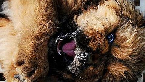 Δείτε το κουτάβι που πουλήθηκε 1,5 εκατομ. ευρώ!