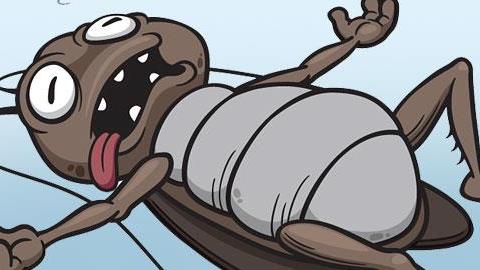 Πώς θα απαλλαγείτε οριστικά από τις κατσαρίδες