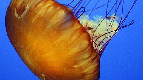 Μέδουσες και τσούχτρες: Γνωρίστε τες και προστατευθείτε σωστά