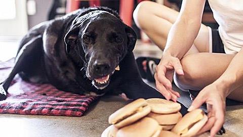 H τελευταία μου μέρα: Ένα σκυλάκι λίγο πριν την ευθανασία δίνει μήνυμα ζωής!