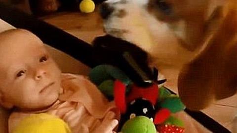 Σκυλάκι ζητάει συγγνώμη από βρέφος και όλο το διαδίκτυο λιώνει! (βίντεο)