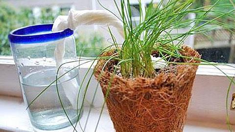 Πότισμα φυτών στις διακοπές: 6 δωρεάν αυτοσχέδιες ιδέες!