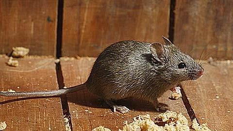 Πώς θα απαλλαγείτε από τα ποντίκια στο σπίτι