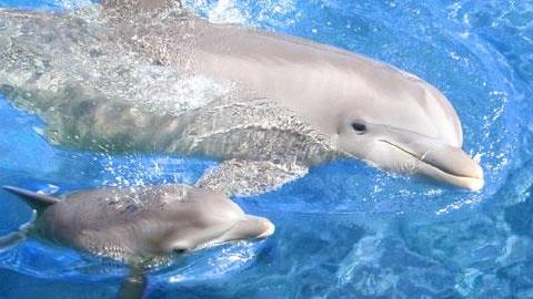 Είναι κάτι μαμάδες… ζώα!