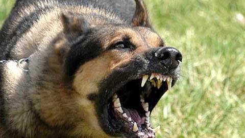 Πώς να προστατεύσετε το παιδί σας από επίθεση σκύλου