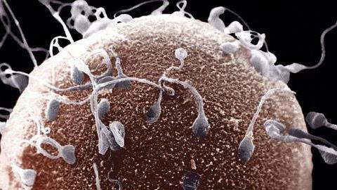 Ασυμβατότητα σπερματοζωαρίου-ωαρίου: Αιτία υπογονιμότητας;