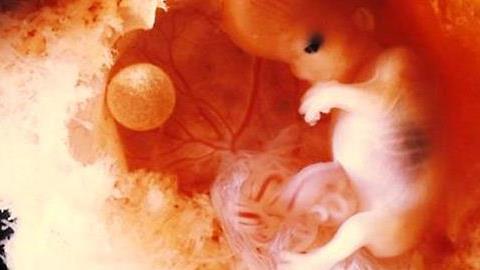 Το θαύμα της ζωής σε 21 λεπτομερείς φωτογραφίες που κόβουν την ανάσα!