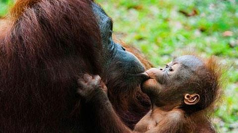 Οι συγκινητικότερες φωτογραφίες μαμάδων με μωρά στο ζωικό βασίλειο!