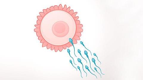 Εξωσωματική γονιμοποίηση με μια σάλπιγγα