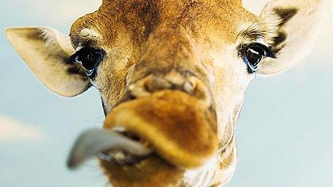 Καμηλοπάρδαλη έκανε «φτερά» από τον ζωολογικό κήπο στη Γαλλία 