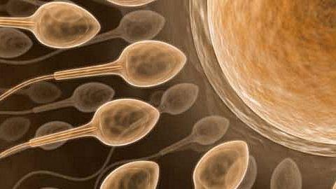 Μπορεί η ηπατίτιδα να μεταδοθεί από τον άνδρα στο έμβρυο κατά την σύλληψη; 