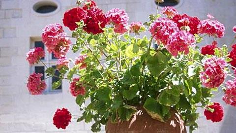 Τα 6 φυτά που πρέπει να έχετε μέσα στο σπίτι!