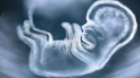 Από τον πρώτο χτύπο της καρδιάς του ως τη γέννηση