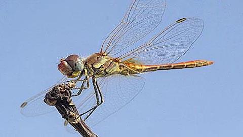 Οι θηλυκές λιβελούλες προσποιούνται τις νεκρές για να αποφύγουν το σεξ (και κάτι μας θυμίζουν)