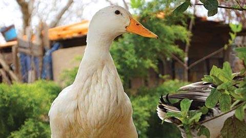 5 αγροκτήματα κοντά στην Αθήνα για να δουν τα παιδιά ζωάκια! 