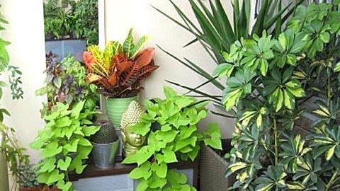 8 αθάνατα φυτά που πρέπει να έχετε στο μπαλκόνι σας