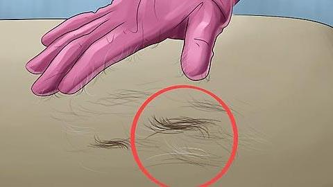 Πώς να εξαφανίσετε τις τρίχες του σκύλου ή της γάτας σας απ' το σπίτι