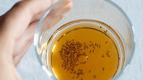 Πώς να απαλλαγείτε από τα μυγάκια: 7 φυσικοί τρόποι