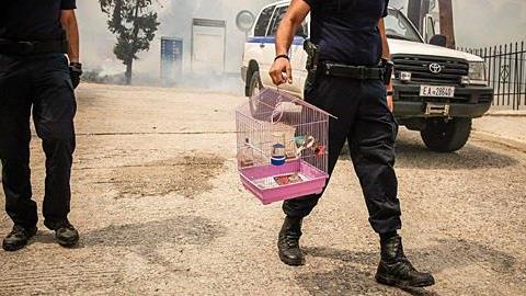 Πώς να βοηθήσετε τα πληγωμένα από τις πυρκαγιές ζώα