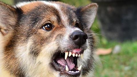 Πώς να προστατευτείτε από ένα άγριο σκυλί