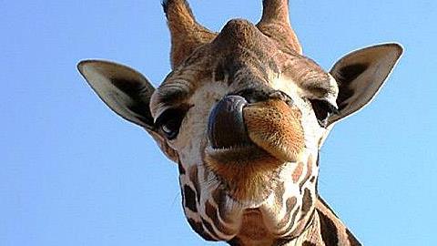 Μία μέρα στο Αττικό Ζωολογικό Πάρκο