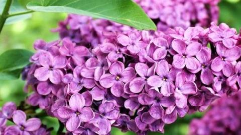 Μυρίζει ο κόσμος πασχαλιά... μυρίζει άνοιξη!