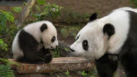 Επισκεφθείτε τους μεγαλύτερους ζωολογικούς κήπους του κόσμου απ’ το σαλόνι σας!