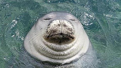 Η Φρύνη η φώκια ήρθε στα βράχια της Πειραϊκής!