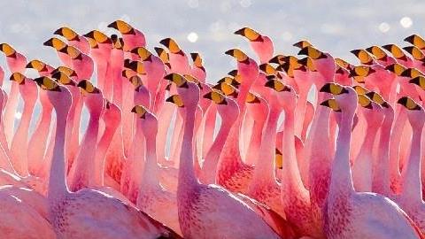 Μωρά φλαμίνγκο για πρώτη φορά στην Ελλάδα