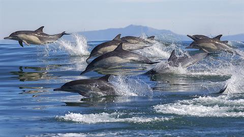 Δελφίνια χορεύουν στην Εύβοια και μας μαγεύουν!