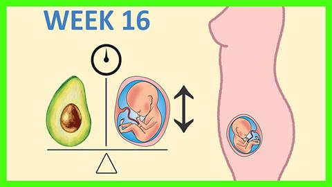 Το μέγεθος του εμβρύου σε αναλογία με (αγαπημένα) μας φαγητά