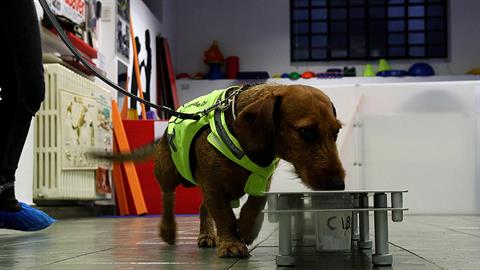 Κορονοϊός: εκπαιδευμένα σκυλιά ανιχνεύουν κρούσματα σε σχολεία