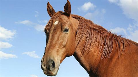 Λάρισα: Άλογο το σκάει και σουλατσάρει ανενόχλητο στο κέντρο της πόλης