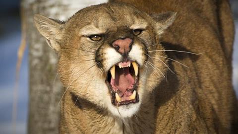 Μαμά έσωσε τον 5χρονο γιο της από τα δόντια λιονταριού - του έδωσε μπουνιά!