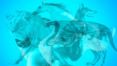 Πες μου ποιο ζώο βλέπεις πρώτα για να σου πω πώς είσαι στο γάμο σου