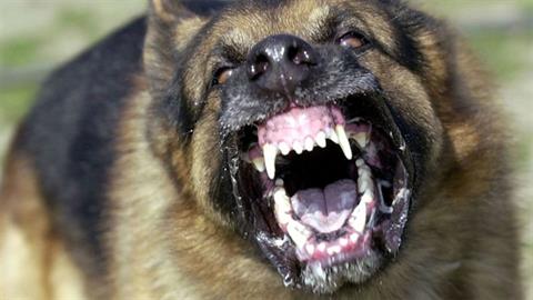 Μαμά έχασε τη ζωή για να σώσει τον 4χρονο γιο της - του επιτέθηκε ο σκύλος τους