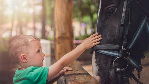 5 χρόνος νοσηλεύεται μετά από δάγκωμα... αλόγου στον λαιμό!
