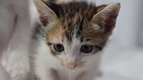 Βασάνισαν και κρέμασαν γατάκια σε σχολείο - έβαψαν τους τοίχους με το αίμα τους
