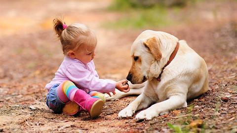 Τετράποδος ήρωας έσωσε 2χρονο κοριτσάκι από απαγωγή!