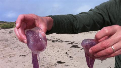 Οι παραλίες της Αττικής που έχουν μωβ μέδουσες και χρειάζονται προσοχή