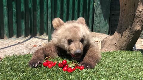 Αρκουδάκι που έχασε τη μαμά του, σώθηκε από τον Αρκτούρο και σήμερα τρώει... κεράσια!