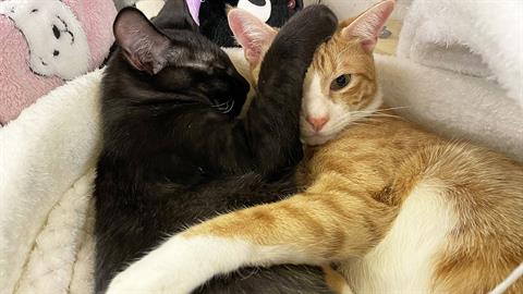 Μπαμπάς... γάτος δεν φεύγει λεπτό μακριά από το ταίρι του μετά τον τοκετό!