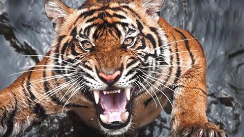 Ηρωίδα μαμά τα έβαλε με… τίγρη για να σώσει το 15 μηνών μωρό της!