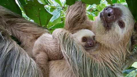 Μαμά βραδύπους ξαναβρίσκει το χαμένο μωράκι της και το… πνίγει στα φιλιά!