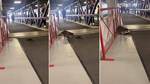 Μωρό ρακούν που έχει παραλύσει από τον φόβο του περιμένει τη μαμά του να το σώσει!