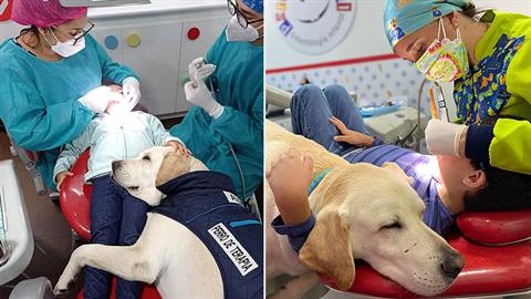 Σκυλάκι γίνεται... βοηθός οδοντιάτρου και παρηγορεί τα παιδάκια που φοβούνται!