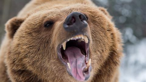 Παππούς σε αναπηρικό αμαξίδιο έσωσε τον 10χρονο εγγονό του από επίθεση αρκούδας