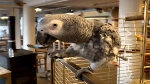 Κρητίκαρος παπαγάλος τρώει τζατζίκι και κερνάει ρακή τους τουρίστες