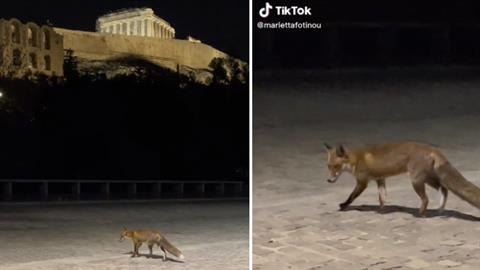 Αλεπουδίτσα έκανε βόλτα... κάτω από την Ακρόπολη!